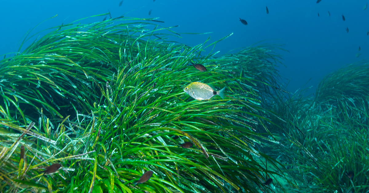 posidonia ibiza con peces