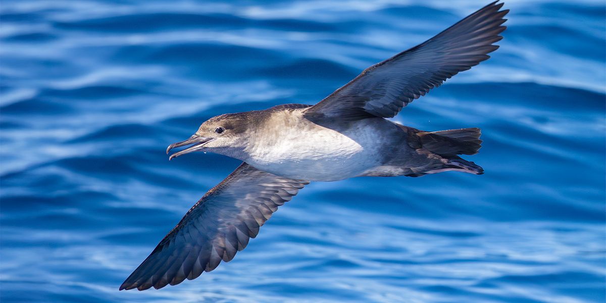 Native fauna and flora of Ibiza: a natural treasure we must protect