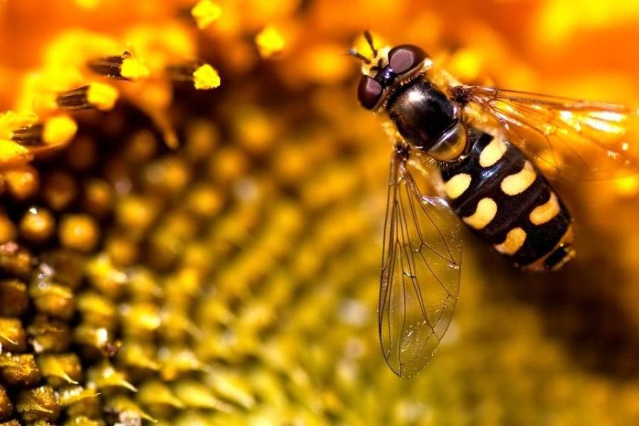 Certified Ibizan honey
