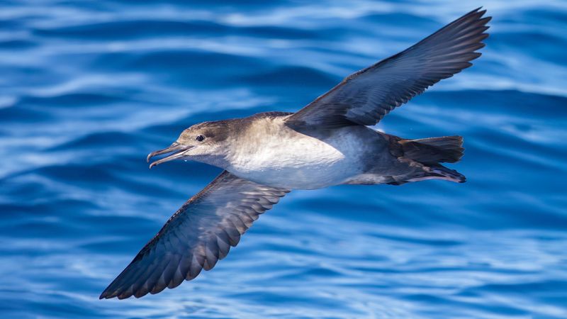 Ibiza bird virot